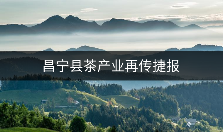 昌寧縣茶產(chǎn)業(yè)再傳捷報