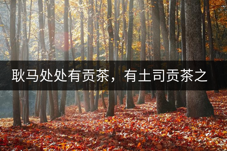 耿馬處處有貢茶，有土司貢茶之鄉(xiāng)之稱
