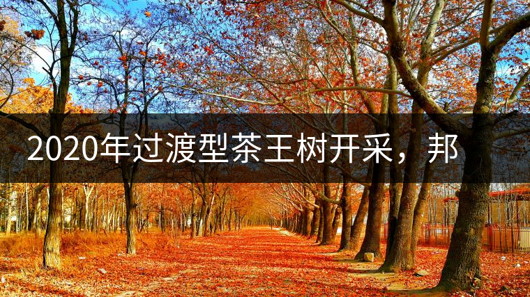 2020年過渡型茶王樹開采，邦崴古樹茶特點