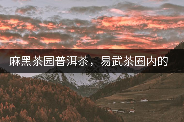 麻黑茶園普洱茶，易武茶圈內(nèi)的翹楚
