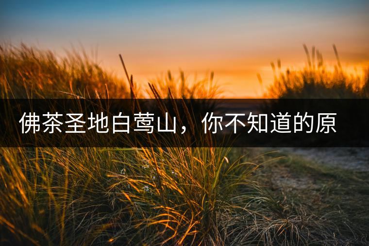 佛茶圣地白鶯山，你不知道的原生態(tài)古茶園