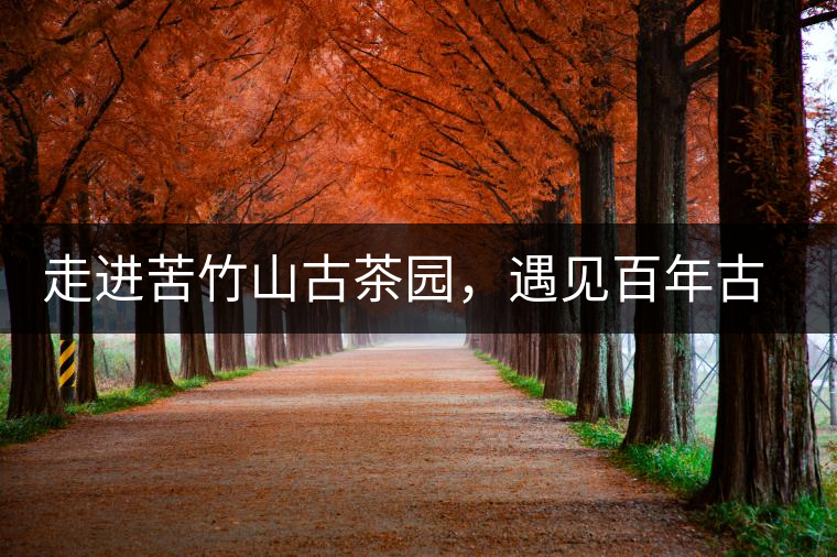 走進(jìn)苦竹山古茶園，遇見百年古茶樹