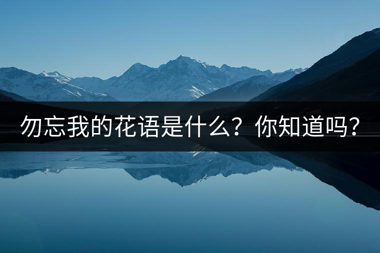 勿忘我的花語是什么？你知道嗎？