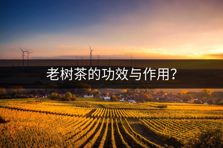 老樹茶的功效與作用？