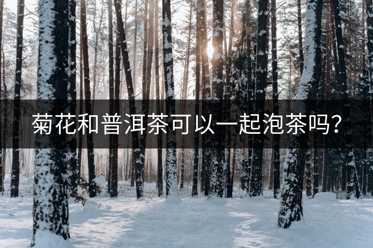 菊花和普洱茶可以一起泡茶嗎？