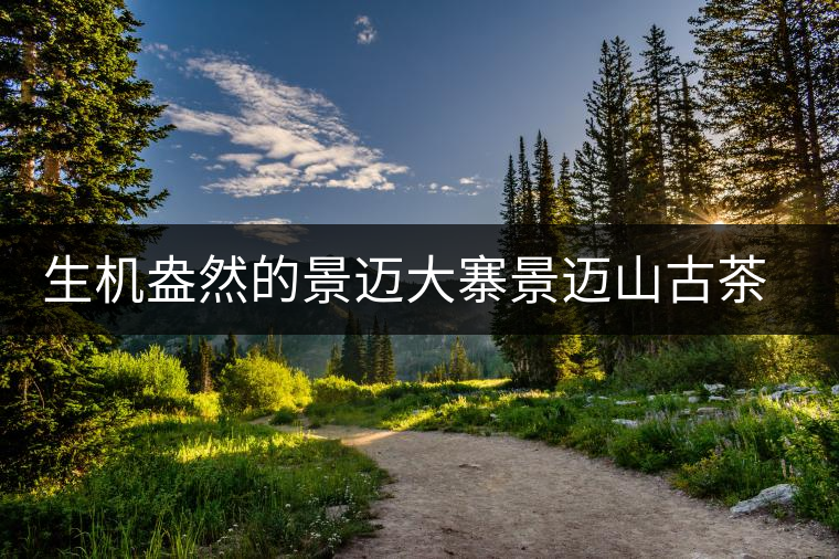 生機(jī)盎然的景邁大寨景邁山古茶林