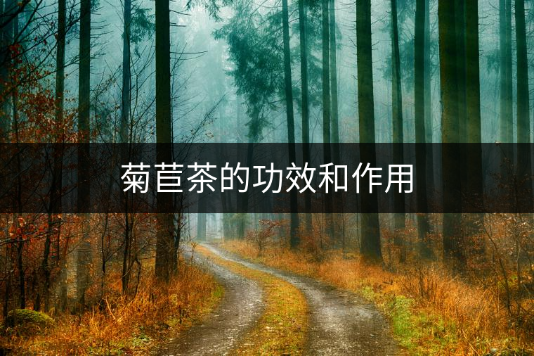 菊苣茶的功效和作用