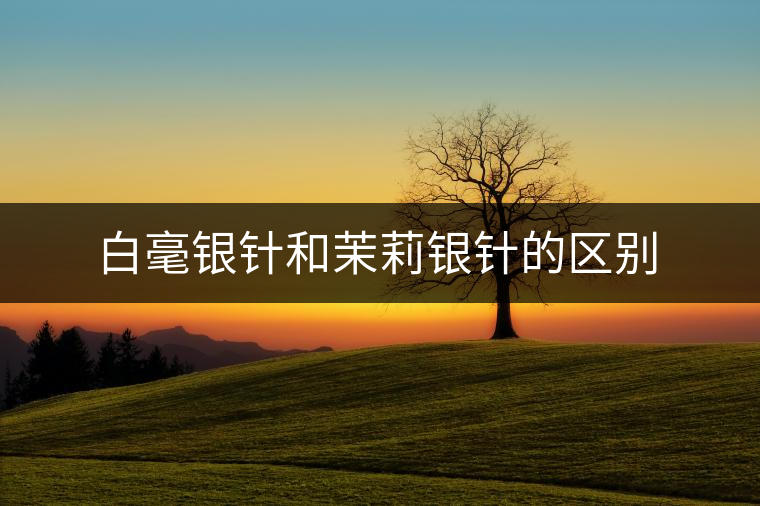 白毫銀針和茉莉銀針的區(qū)別