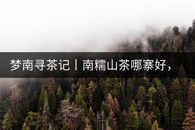 夢(mèng)南尋茶記丨南糯山茶哪寨好，半坡老寨數(shù)第一