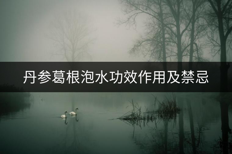 丹參葛根泡水功效作用及禁忌
