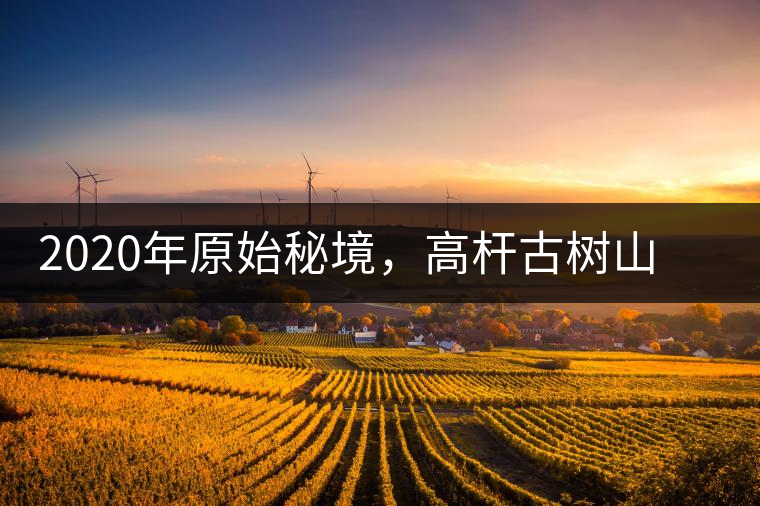 2020年原始秘境，高桿古樹山野雅韻蜜甜十足-易武中聘號