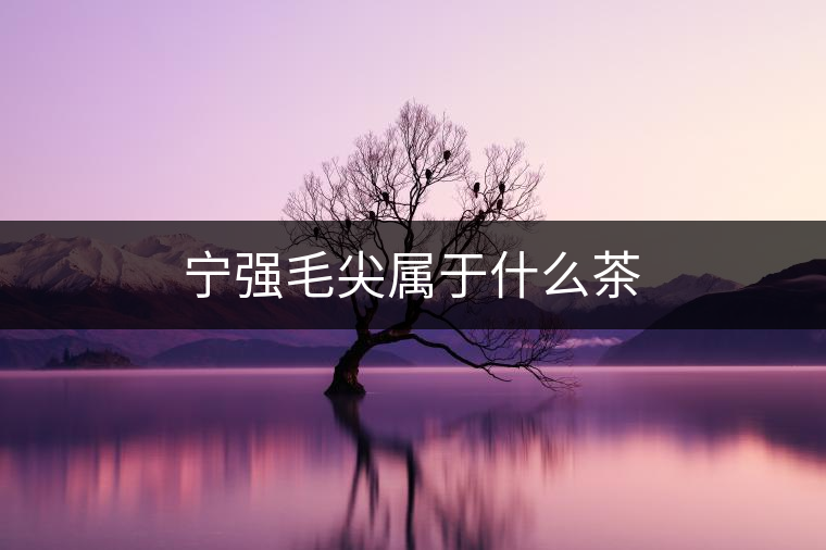 寧強毛尖屬于什么茶