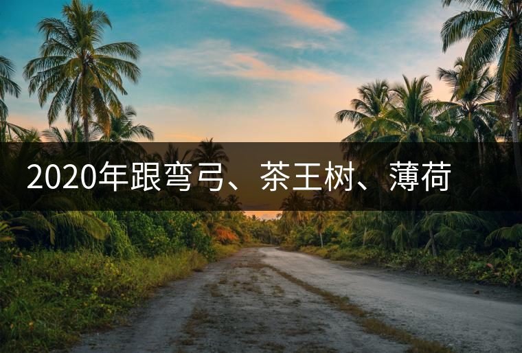 2020年跟彎弓、茶王樹(shù)、薄荷塘屬于同一山脈的神秘山頭-易武中聘號(hào)
