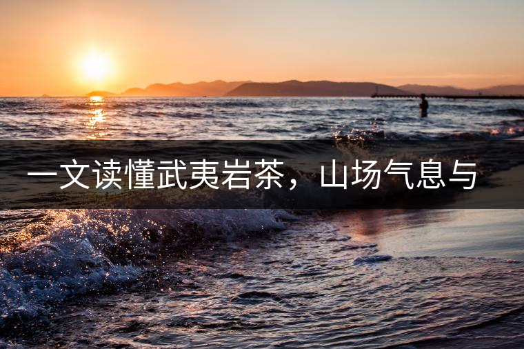 一文讀懂武夷巖茶，山場氣息與巖骨花香的天作之合