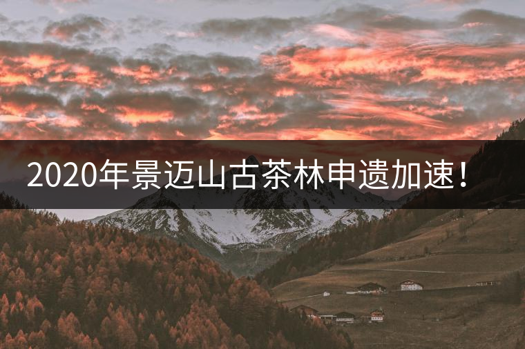 2020年景邁山古茶林申遺加速！古樹茶每年禁采3個月-易武中聘號