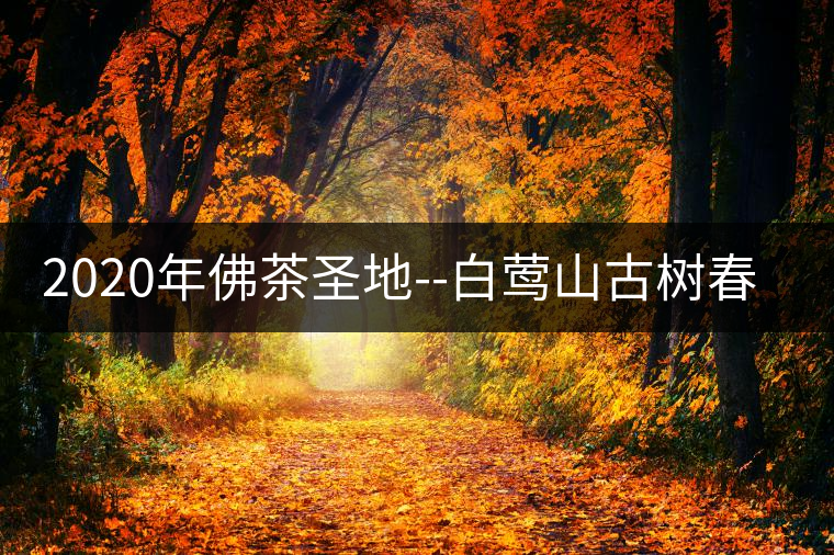 2020年佛茶圣地--白鶯山古樹(shù)春茶-易武中聘號(hào)