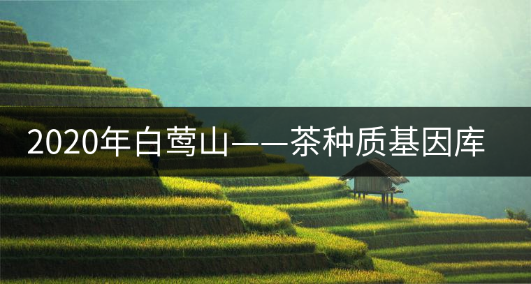 2020年白鶯山——茶種質(zhì)基因庫(kù)-易武中聘號(hào)