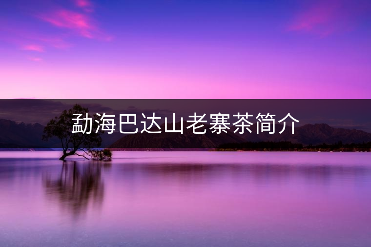 勐海巴達(dá)山老寨茶簡介