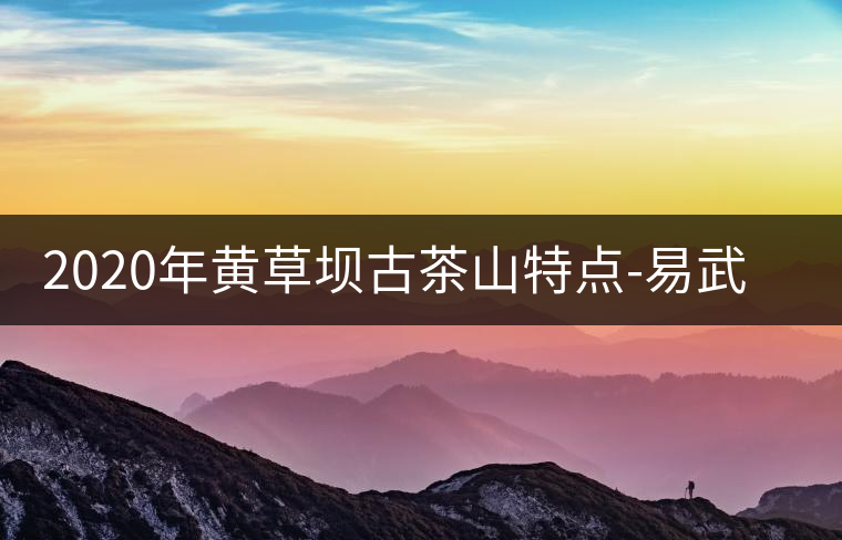 2020年黃草壩古茶山特點-易武中聘號 2020年黃草壩古茶山特點-易武中聘號