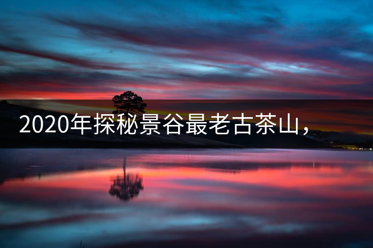2020年探秘景谷最老古茶山，一個家族的興茶往事-易武中聘號