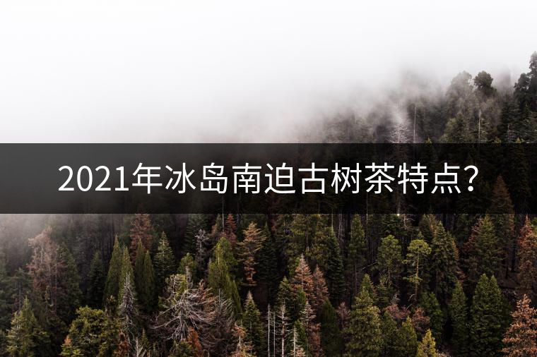 2021年冰島南迫古樹茶特點？