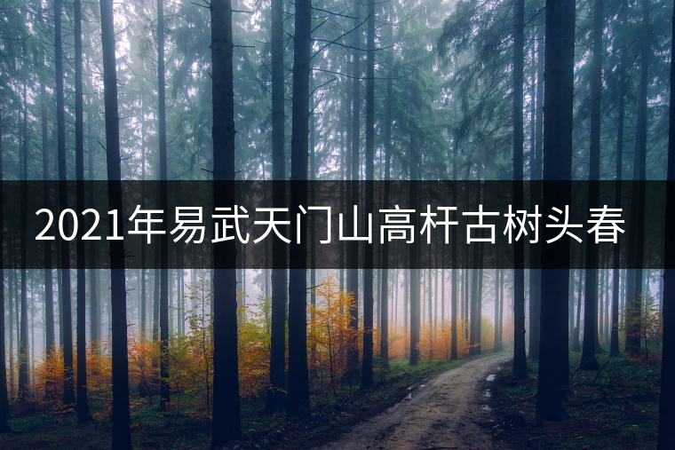 2021年易武天門(mén)山高桿古樹(shù)頭春多少錢(qián)一公斤？