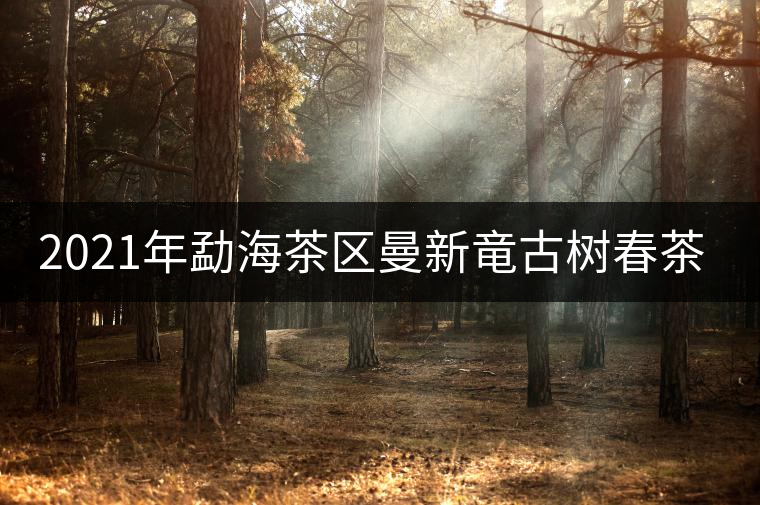 2021年勐海茶區(qū)曼新竜古樹春茶多少錢一公斤？