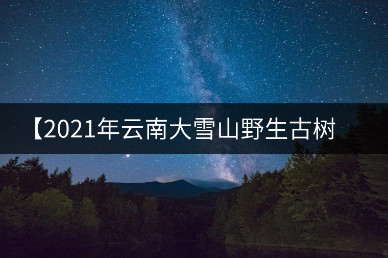 【2021年云南大雪山野生古樹紫芽苞茶】品鑒實(shí)錄