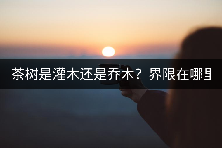茶樹是灌木還是喬木？界限在哪里？