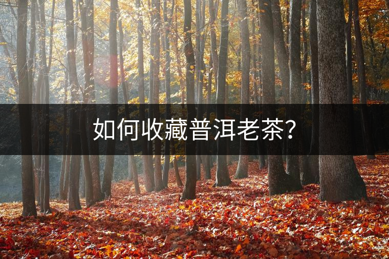如何收藏普洱老茶？