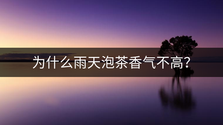為什么雨天泡茶香氣不高？