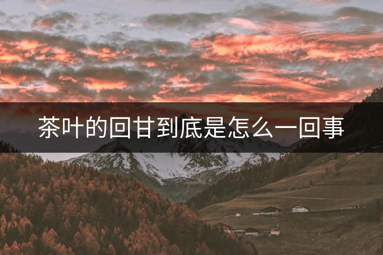 茶葉的回甘到底是怎么一回事
