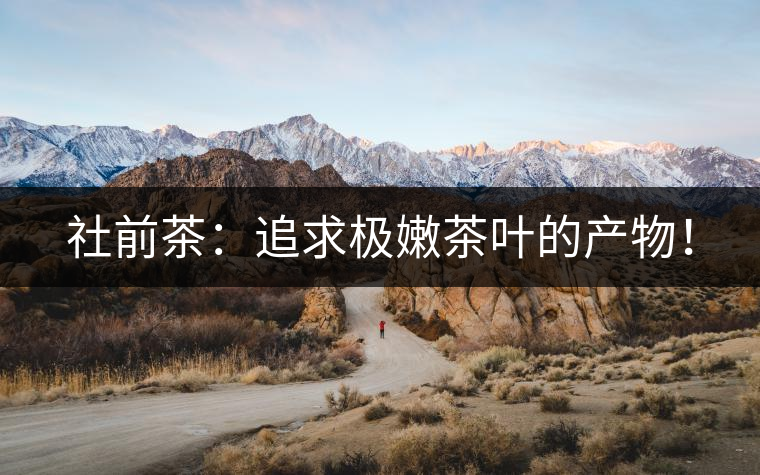 社前茶：追求極嫩茶葉的產(chǎn)物！