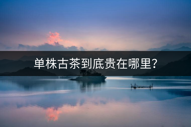 單株古茶到底貴在哪里？