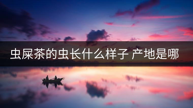蟲屎茶的蟲長什么樣子 產(chǎn)地是哪里？