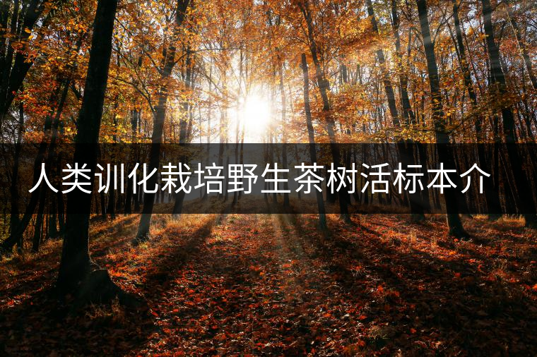 人類(lèi)訓(xùn)化栽培野生茶樹(shù)活標(biāo)本介紹