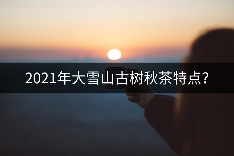 2021年大雪山古樹秋茶特點？