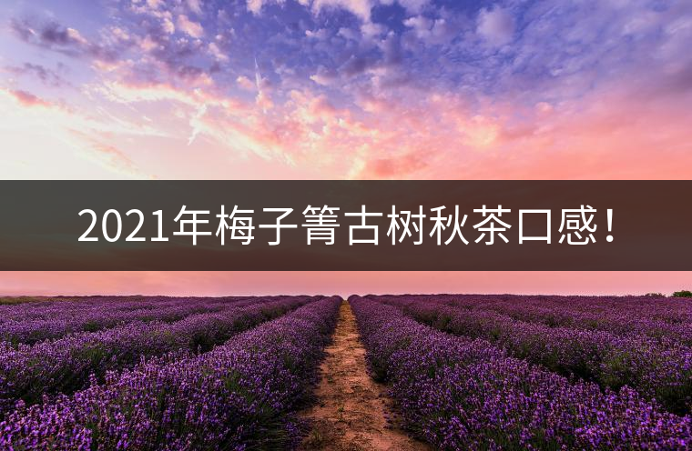 2021年梅子箐古樹秋茶口感！