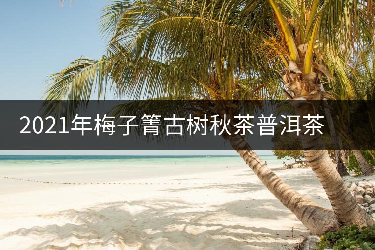 2021年梅子箐古樹(shù)秋茶普洱茶中的冰甜美人 2021年梅子箐古樹(shù)秋茶普洱茶中的冰甜美人