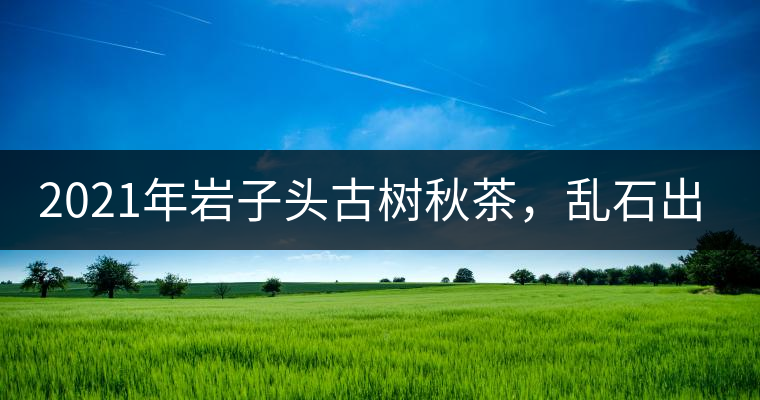 2021年巖子頭古樹秋茶，亂石出好茶！
