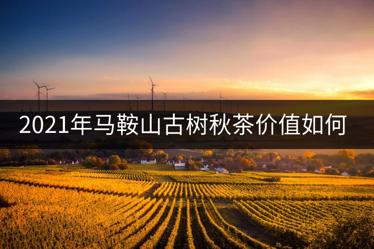 2021年馬鞍山古樹秋茶價值如何？