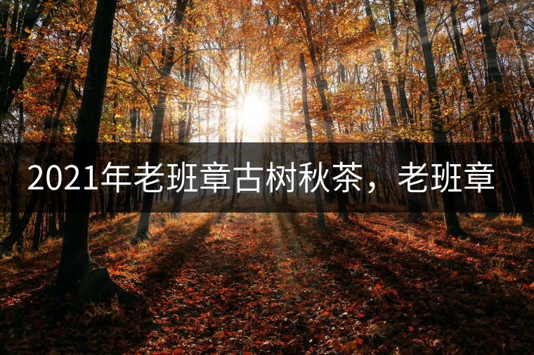 2021年老班章古樹秋茶，老班章茶真的苦澀嗎？