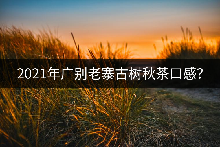 2021年廣別老寨古樹秋茶口感？