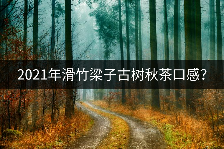 2021年滑竹梁子古樹(shù)秋茶口感？