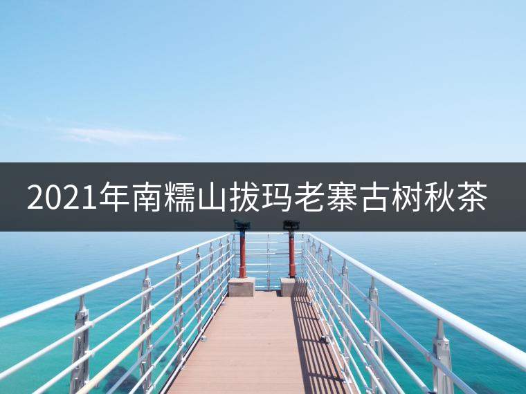 2021年南糯山拔瑪老寨古樹(shù)秋茶多少錢(qián)一公斤？