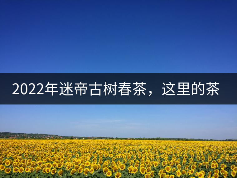 2022年迷帝古樹春茶，這里的茶 皇帝都著迷