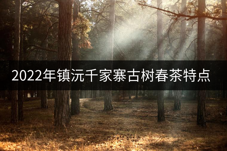 2022年鎮(zhèn)沅千家寨古樹春茶特點？