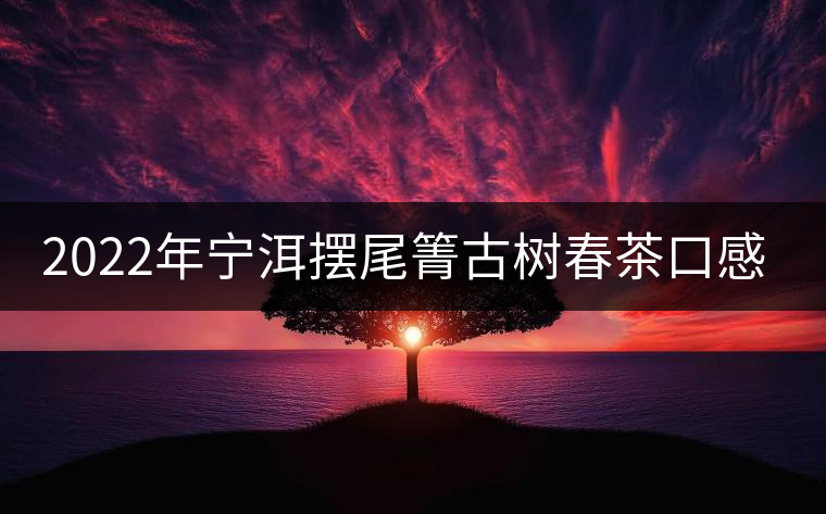2022年寧洱擺尾箐古樹春茶口感？