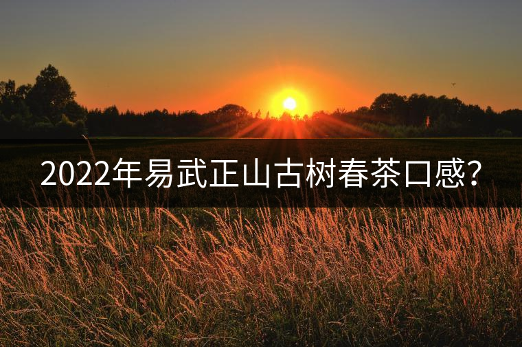 2022年易武正山古樹春茶口感？