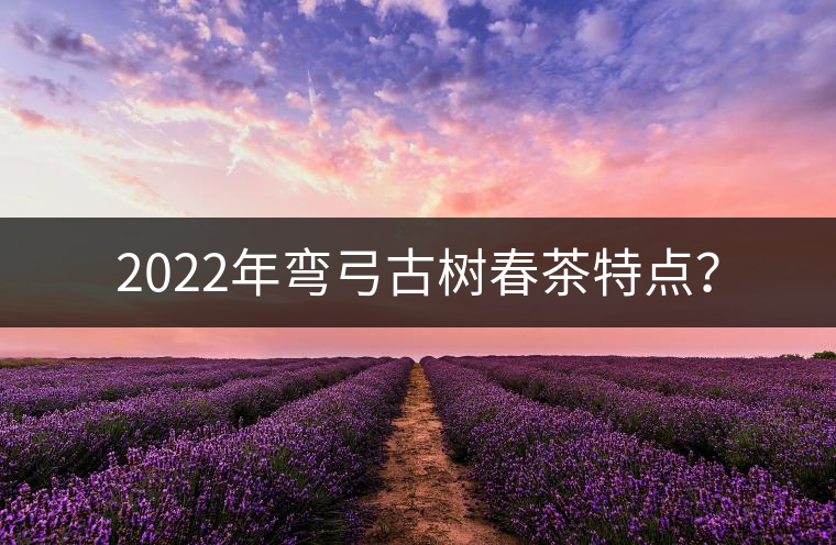 2022年彎弓古樹春茶特點？